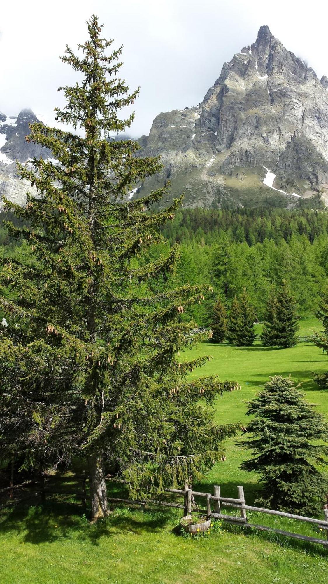 Hotel Locanda Belvedere Courmayeur Værelse billede